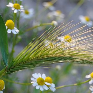 Preview wallpaper ear, chamomile, field, grass