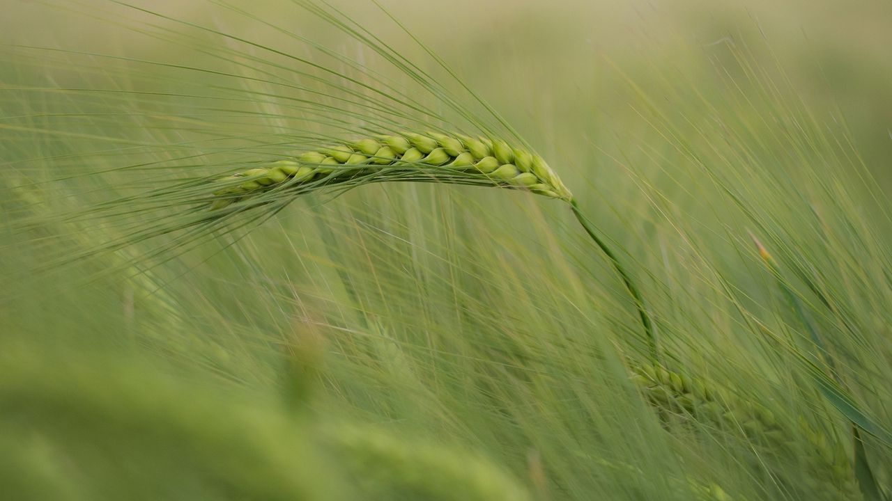 Wallpaper ear, corn, grass, wind