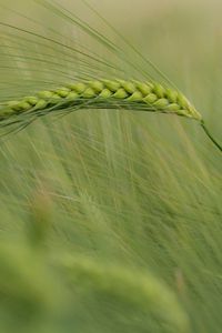 Preview wallpaper ear, corn, grass, wind