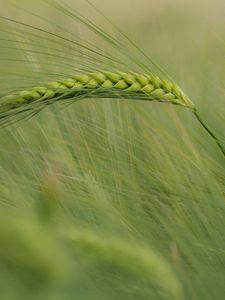 Preview wallpaper ear, corn, grass, wind