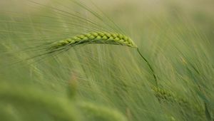 Preview wallpaper ear, corn, grass, wind