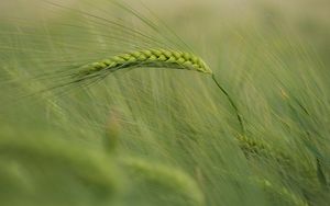 Preview wallpaper ear, corn, grass, wind