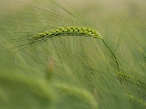 Preview wallpaper ear, corn, grass, wind