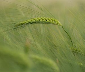 Preview wallpaper ear, corn, grass, wind