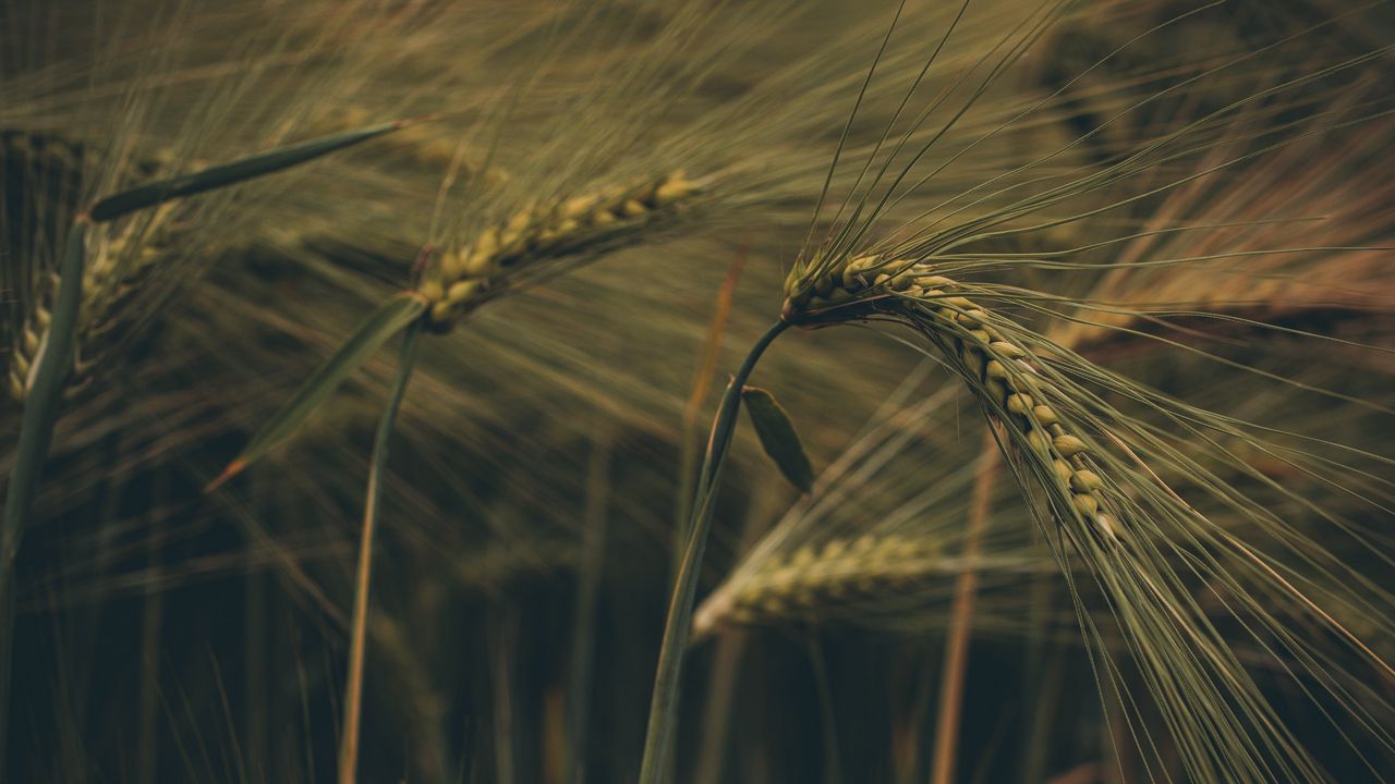 Wallpaper ear, field, grass, macro