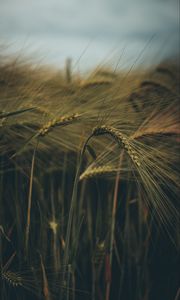 Preview wallpaper ear, field, grass, macro