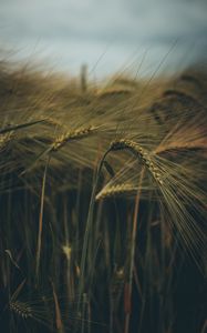 Preview wallpaper ear, field, grass, macro