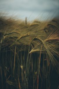 Preview wallpaper ear, field, grass, macro