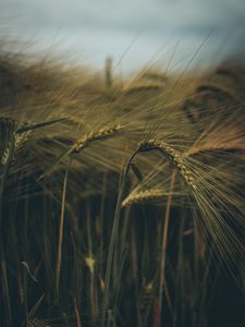 Preview wallpaper ear, field, grass, macro