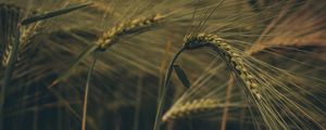 Preview wallpaper ear, field, grass, macro