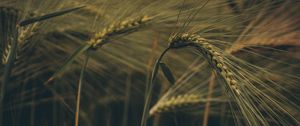 Preview wallpaper ear, field, grass, macro