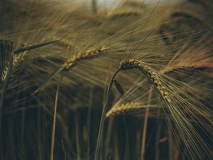 Preview wallpaper ear, field, grass, macro