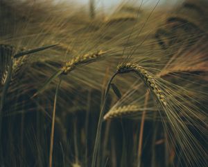 Preview wallpaper ear, field, grass, macro