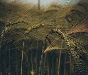 Preview wallpaper ear, field, grass, macro