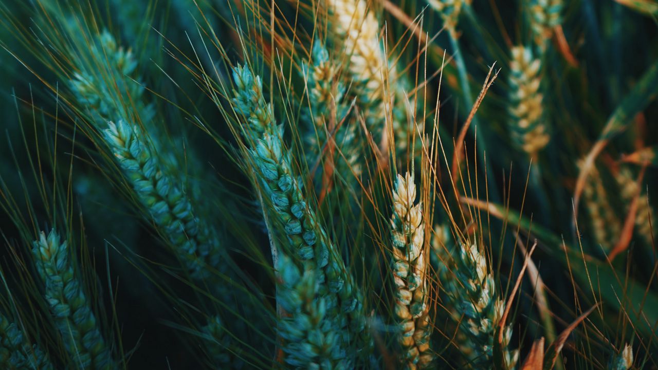 Wallpaper ear, field, nature