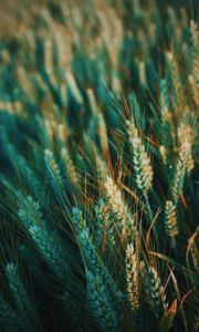 Preview wallpaper ear, field, nature