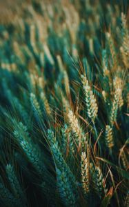 Preview wallpaper ear, field, nature