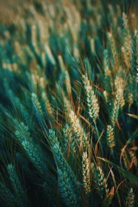 Preview wallpaper ear, field, nature
