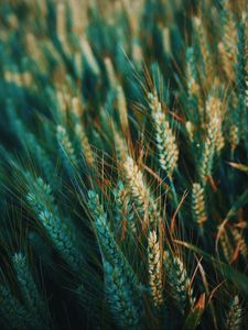 Preview wallpaper ear, field, nature