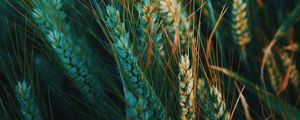 Preview wallpaper ear, field, nature
