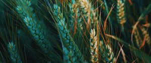 Preview wallpaper ear, field, nature
