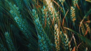 Preview wallpaper ear, field, nature