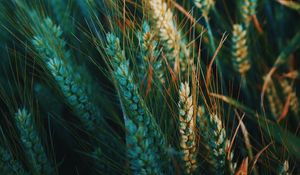 Preview wallpaper ear, field, nature