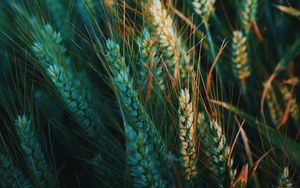 Preview wallpaper ear, field, nature