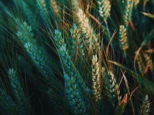 Preview wallpaper ear, field, nature