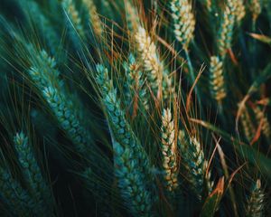 Preview wallpaper ear, field, nature