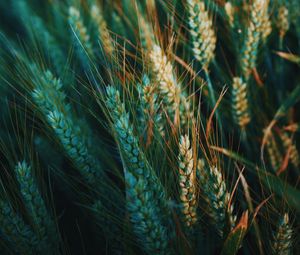 Preview wallpaper ear, field, nature