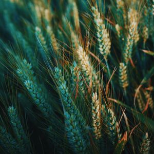 Preview wallpaper ear, field, nature