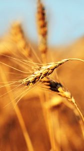 Preview wallpaper ear, field, wind, ripe