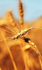 Preview wallpaper ear, field, wind, ripe