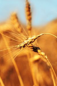 Preview wallpaper ear, field, wind, ripe