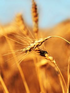 Preview wallpaper ear, field, wind, ripe