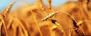 Preview wallpaper ear, field, wind, ripe