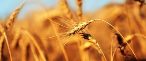 Preview wallpaper ear, field, wind, ripe