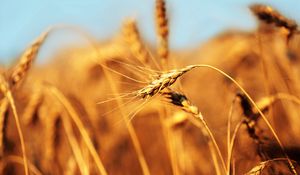 Preview wallpaper ear, field, wind, ripe