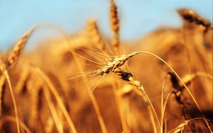 Preview wallpaper ear, field, wind, ripe