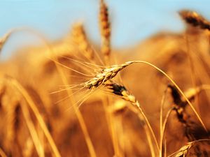 Preview wallpaper ear, field, wind, ripe