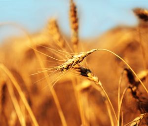 Preview wallpaper ear, field, wind, ripe