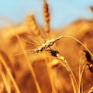 Preview wallpaper ear, field, wind, ripe