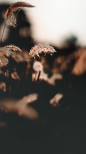 Preview wallpaper ear, fluff, grass, focus, blur