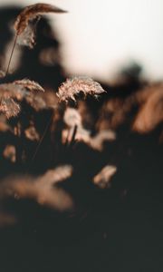 Preview wallpaper ear, fluff, grass, focus, blur