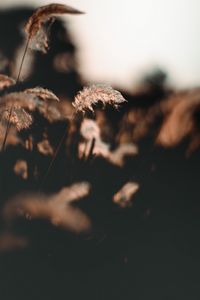 Preview wallpaper ear, fluff, grass, focus, blur