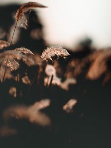 Preview wallpaper ear, fluff, grass, focus, blur