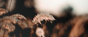 Preview wallpaper ear, fluff, grass, focus, blur