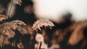 Preview wallpaper ear, fluff, grass, focus, blur