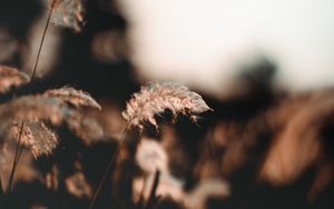 Preview wallpaper ear, fluff, grass, focus, blur